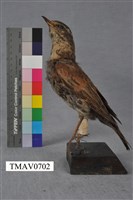 藏品(斑點鶇)的圖片